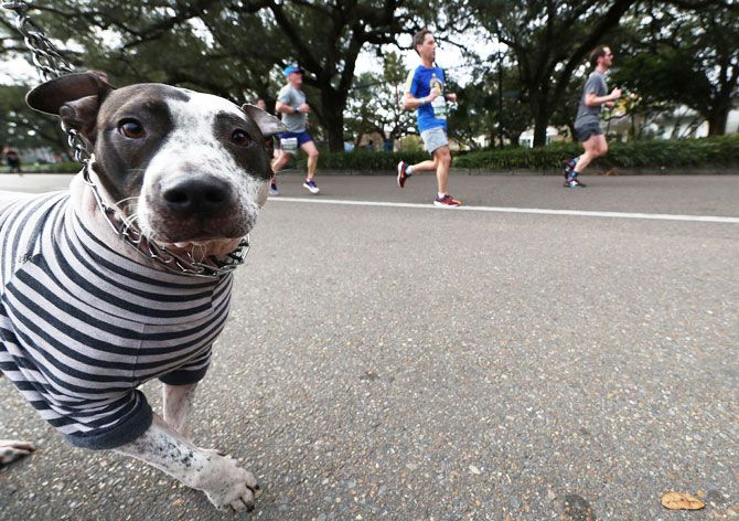 A dog looks on as runners compete during the Humana Rock 'n' Roll Marathon on in New Orleans, Louisiana on Sunday, February 10