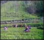 A tea estate near Munnar