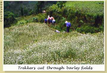 Trekking through barley fields