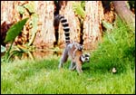 Junior goes for a ride (ring-tailed lemurs). Any questions?