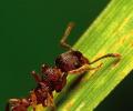 Secret of success: Think like an ant!