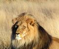 46 lions, 37 cubs died in Gir in last two years