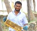 A software engineer to beekeeper