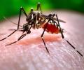 4000 dengue cases reported in Bengaluru, 7000 in Karnataka