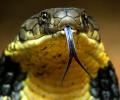 Face-to-face with a King Cobra!