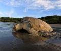 Meet Afroz Shah, who helped bring turtles back to Mumbai's beaches