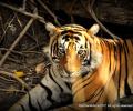 In pix: The crouching Bengal tiger