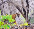 Tiger diaries: How I spotted Kumbha and Laila in Ranthambore