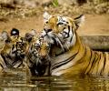 Tiger diaries: Lara and her cubs