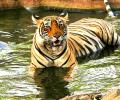 Tiger diaries: Meet Krishna from Ranthambore