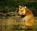 India has 70% of world's tiger population: Govt