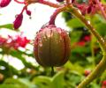 Monsoon blooms: L'il drops of joy