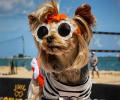 PIX: The life of Instagram's most fashionable Yorkshire Terrier