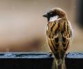 World Sparrow Day: Send us your pictures