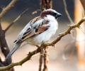 Reader photos: Sparrows in my backyard