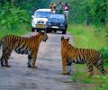 Watch: When I spotted four tigers with a kill