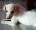 Meet Deepak Nikose's adorable pet