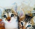 Pet pics: Tom and Jerry, the adorable cats