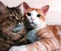 2 NY cats first pets in US to test positive for COVID-19