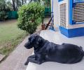 Pet pics: This Labrador loves train journeys