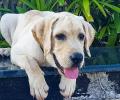 Pet pics: The happy labrador who loves oranges