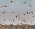 SEE: Stunning flamingos take flight