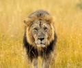 Meet the majestic lions of Maasai Mara