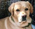 Pet pics: The labrador who loves tomato