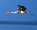 Must See: Fascinating pics of flamingos