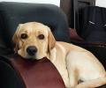 Pet pics: 'Ronny loves the sofa chair'