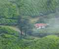 Misty-eyed and wonderstruck in Munnar