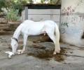 Longing for love and a square meal, Chennai's horses find both