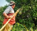 Summer Pics: Time To Pluck Mangoes!