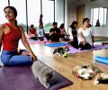 Yoga With The Kittens