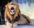 Ever Seen A Lion Yawn?