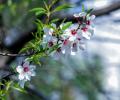 Kashmir's Beautiful Almond Blossoms