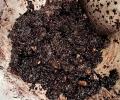 Recipe: Zelda's Black Carrot Halwa
