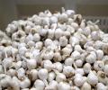 Who Eats The Most Garlic? These 7 Countries! India?