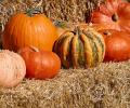 Pumpkin Pumpkin, Go Go: 7 Reasons