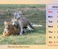 2026 Calendar: Sherni And Her Cubs