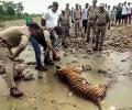 Why are tigers in Maharashtra dying?