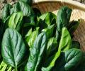 7 Delicious But Healthy Spinach Recipes