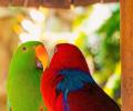 Parrots! Why India Loves Them