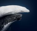 The World Nature Photographs Of The Year!