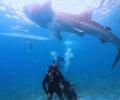 The Day I Swam With A Whale Shark