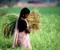 India's big agriculture challenge