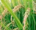World foodgrain production likely to dip by 2.5%