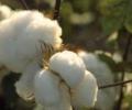 India, China key to US cotton export