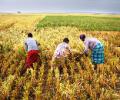 India's rice production to dent world's output