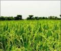 Agri growth figure: Wishful thinking or gimmickry?